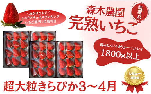 060-33　【3月～4月発送】最高の最高の贅沢をあなたに…森木農園が育てる『超大粒きらぴ香』4トレイ　合計1800ｇ以上