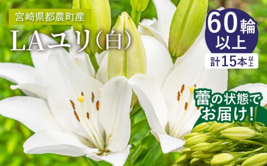 【2週間以内発送】≪期間限定≫LA ユリ(白) 約15本  生花 切花 百合 国産_T045-0041