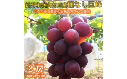 紀州有田産の種なし巨峰ぶどう2房(約800g〜1kg)