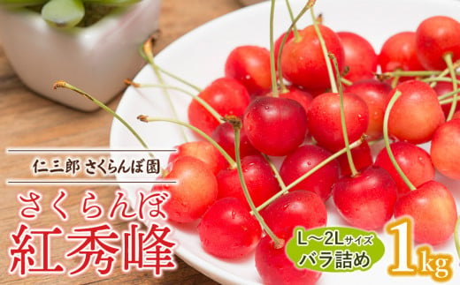 [令和7年産先行予約] さくらんぼ 紅秀峰 L〜2Lサイズ 混合バラ詰め 1kg 山形県鶴岡産 仁三郎さくらんぼ園