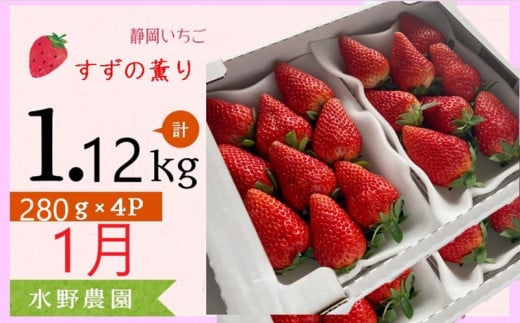 ６２７６　①1月 いちご 掛川産 完熟いちご すず薫り280g×４P 1.12ｋｇ (1Ｐ:5～15粒入)  ①1月 ②2月 ③3月の中から発送時期をお選び下さい  水野農園   ( ミズノ農園 ）