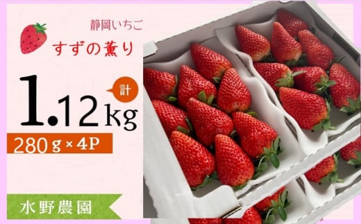 6276 いちご 掛川産 完熟いちご すず薫り280g×4P 1.12kg (1P:5〜15粒入) ①1月 ②2月 の中から発送時期をお選び下さい 水野農園 ( ミズノ農園 )