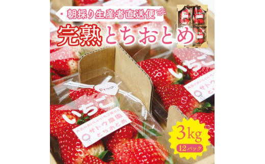 ＜完熟とちおとめ 3kg＞糖度15度以上の宮城県産いちご 約250g×12パック 置き並べ【1464379】 1196856 - 宮城県宮城県庁