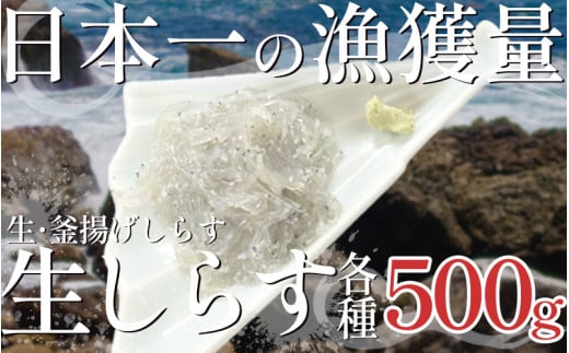 生しらす500g 釜揚げしらす500g セット(しらす日本一の島 篠島産) 1475543 - 愛知県南知多町