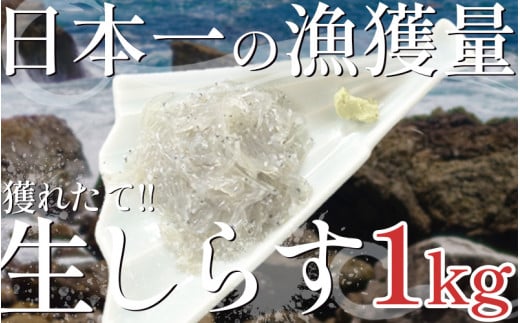 漁師がとれたてを即冷凍!生しらす(しらす日本一の島 篠島産)1kg 1475542 - 愛知県南知多町