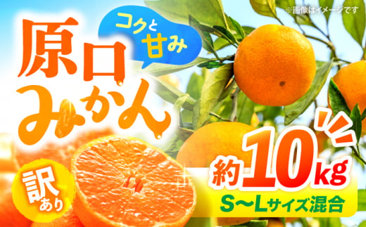 【☆先行予約☆】【 訳あり 】 原口みかん 約10kg （S～Lサイズ混合）  長崎 西海 みかん ミカン 原口みかん 5kg 10kg みかん 訳あり ＜横坂農園＞ [CFW004] 1476564 - 長崎県西海市