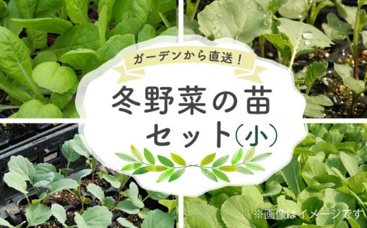 【予約受付】冬 野菜 の苗 セット 小 詰め合わせ 2024年 10月 配送  家庭菜園 季節 やさい ギフト 庭園 プランター シーズン おすすめ オススメ 駿河 ガーデン