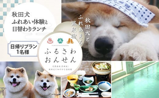 [ふるさわ温泉日帰り体験]秋田犬ふれあい体験と日替わりランチ(1名様分) 50P8407