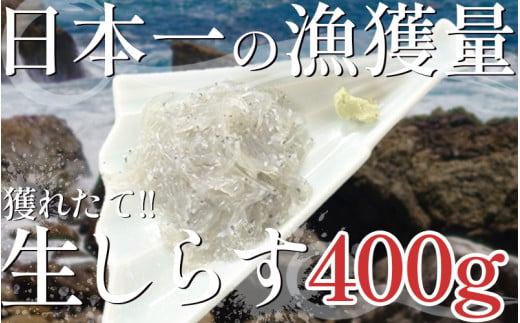 漁師がとれたてを即冷凍! 生しらす (しらす日本一の島 篠島産) 400ｇ 1475541 - 愛知県南知多町