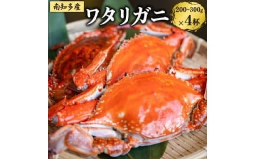 数量限定 ボイルワタリガニ 4杯 魚太郎 ボイル前:1匹200g～300g 新鮮 海鮮 ワタリガニ 渡り蟹 かにみそ 茹で ワタリ蟹 味噌 カニ わたり蟹 かに 魚貝類 ワタリガニ 蟹 ボイルガニ 味噌汁 ワタリガニ 魚貝 かに 渡りガニ 魚介 蟹 かに 天然 ワタリガニ 渡蟹 海産物 ふるさと納税蟹 海の幸 ふるさと納税かに ふるさと納税カニ 愛知県南知多町 人気 おすすめ 愛知県 南知多町  1091761 - 愛知県南知多町