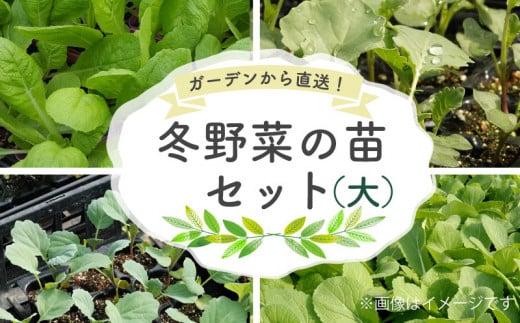 【予約受付】冬 野菜 の苗 セット 大 詰め合わせ 2024年 10月 配送  家庭菜園 季節 やさい ギフト 庭園 プランター シーズン おすすめ オススメ 駿河 ガーデン