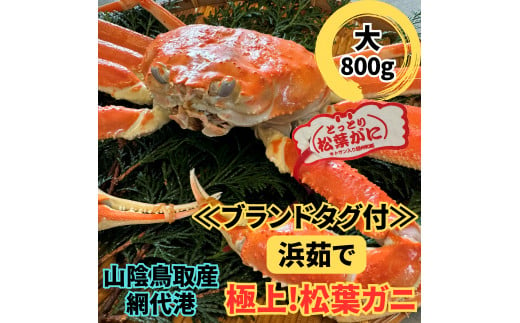 【ブランドタグ付】浜茹で！極上松葉ガニ（大）800g 鳥取網代港 岩美 松葉がに ズワイガニ かに カニ 日本海【さかなや新鮮組】【22023】 1113667 - 鳥取県岩美町