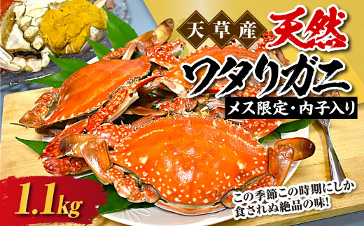 天草産 天然ワタリガニ メス限定内子入り 1.1kg 3～5杯 渡り蟹 ワタリガニ カニ 蟹 天草名物 甲殻類 魚介 渡蟹 グルメ 冷凍 内子 内子入り 1466260 - 熊本県上天草市