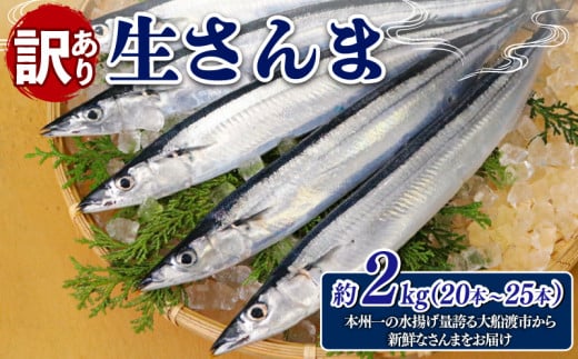 訳あり 生さんま 約2kg(20本〜25本)鮮魚 魚 さんま サンマ 旬 季節 秋 期間限定 季節限定 数量限定 三陸 岩手県 大船渡 岩手県大船渡市