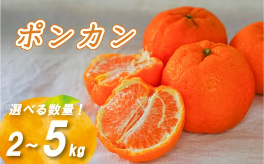 [2月中旬より発送]低農薬栽培ポンカン 2kg/5kg | 数量選択可 ぽんかん ポンカン みかん ミカン 蜜柑 柑橘 数量限定 愛媛県産 松山市 中島 低農薬 愛媛県