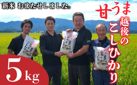 【先行予約】令和6年産 新米 コシヒカリ 5kg 甘うま越後のこしひかり 越後 えちご 玄米 特別栽培米 新潟 コメ こめ お米 米 しんまい 新潟県 新潟米 新発田市 新発田産 10月発送  1482808 - 新潟県新発田市