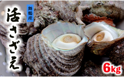 舞鶴産 活 さざえ 6kg