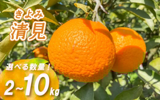 [2026年2月下旬より発送]低農薬栽培清見 2kg/5kg/10kg | 数量選択可 清見 みかん ミカン 蜜柑 柑橘 数量限定 愛媛県産 松山市 中島 低農薬 愛媛 ふるさと納税