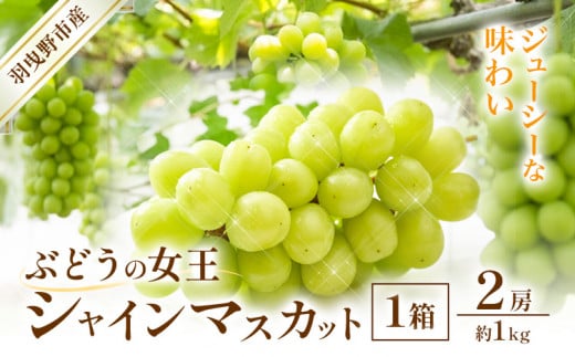 【2025年先行予約】シャインマスカット 約1kg (2房) 麻野農園《2025年8月上旬-9月上旬頃出荷》大阪府 羽曳野市 ぶどう 果物 フルーツ 葡萄 マスカット 1478224 - 大阪府羽曳野市