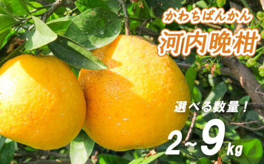 [4月中旬より発送] 低農薬栽培 河内晩柑 2kg/4kg/9kg | 数量選択可 みかん ミカン 蜜柑 柑橘 数量限定 愛媛県産 松山市 中島 愛媛 ふるさと納税