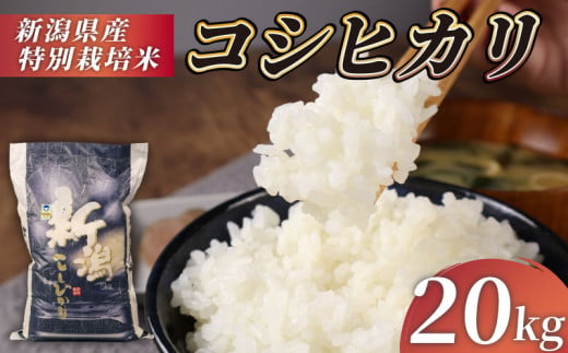 特別栽培米 新米 コシヒカリ 20kg 5kg 4袋 令和6年産 先行予約 コンテスト 入賞米 米 おこめ お米 ブランド米 ご飯 ごはん オニギリ お弁当 玄米 対応可 kome 送料無料 数量限定 農家直送 産地直送 国産 川瀬農園 新潟 新発田 