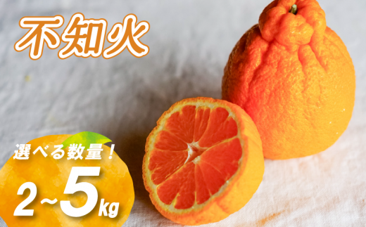 【2026年3月中旬より発送】 不知火 2kg/5kg | 数量選択可 みかん ミカン 蜜柑 柑橘 数量限定 愛媛県産 松山市 中島 愛媛 ふるさと納税