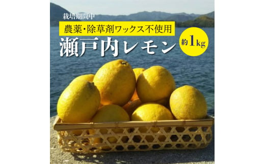 【先行予約】佐木島レモン約1kg(S～L/6～8個)《川原ファーム》【2024年11月以降発送】【栽培期間中 農薬・除草剤不使用】佐木島 れもん 檸檬 鷺島みかんじま 広島レモン 017005 776935 - 広島県三原市