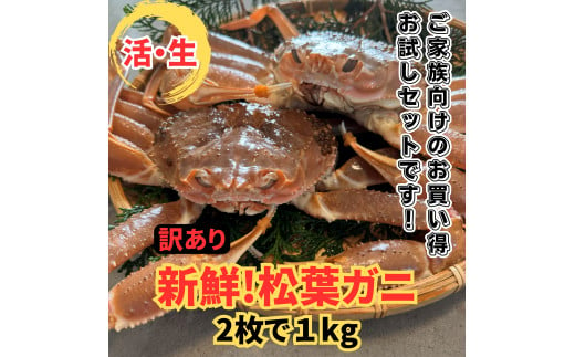 【訳あり】活！松葉ガニ1kgセット 鳥取網代港 岩美 松葉がに ズワイガニ かに カニ  カニ鍋 かにすき 焼きガニ日本海【さかなや新鮮組】【22026】 1113670 - 鳥取県岩美町