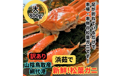 【訳あり】浜茹で！松葉ガニ（大）800g 鳥取網代港 岩美 松葉がに ズワイガニ  かに カニ 日本海【さかなや新鮮組】【22021】 1113665 - 鳥取県岩美町