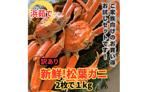 【訳あり】浜茹で！松葉ガニ1kgセット 鳥取網代港 岩美 松葉がに ズワイガニ かに カニ 日本海【さかなや新鮮組】【22025】 1113669 - 鳥取県岩美町