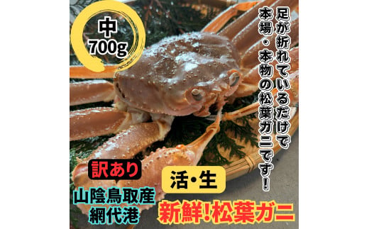 【訳あり】活！松葉ガニ（中）700g 鳥取網代港 岩美 松葉がに ズワイガニ かに カニ 日本海【さかなや新鮮組】【22030】 1283362 - 鳥取県岩美町