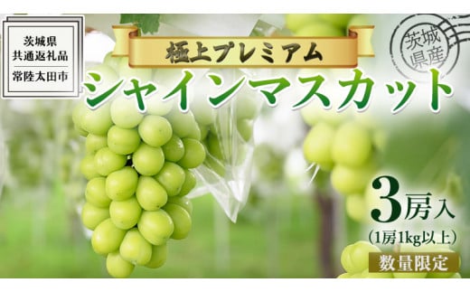 茨城県産 極上プレミアム シャインマスカット 1房1kg以上 数量限定 3房入り ( 茨城県共通返礼品 : 常陸太田市 ) 【 2024年  9月中旬頃より発送 】シャインマスカット フルーツ ぶどう 葡萄 ブドウ マスカット 果物 期間限定 数量限定 / 茨城県牛久市 |  セゾンのふるさと納税