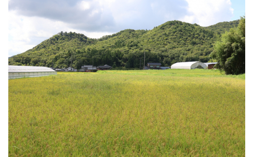 兵庫県丹波篠山市のふるさと納税 令和6年産 新米！　丹波篠山の大地で育まれたコシヒカリ　玄米30kg