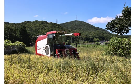 兵庫県丹波篠山市のふるさと納税 令和6年産 新米！　丹波篠山の大地で育まれたコシヒカリ　玄米30kg