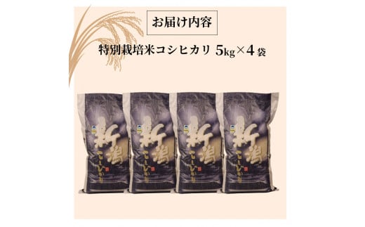 特別栽培米 新米 コシヒカリ 20kg 5kg 4袋 令和6年産 先行予約 コンテスト 入賞米 米 おこめ お米 ブランド米 ご飯 ごはん オニギリ  お弁当 玄米 対応可 kome 送料無料 数量限定 農家直送 産地直送 国産 川瀬農園 新潟 新発田 - 新潟県新発田市｜ふるさとチョイス -