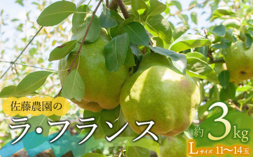 【令和7年産先行予約】 ラ・フランス Lサイズ 約3kg(11～14玉) 山形県鶴岡市産　佐藤農園