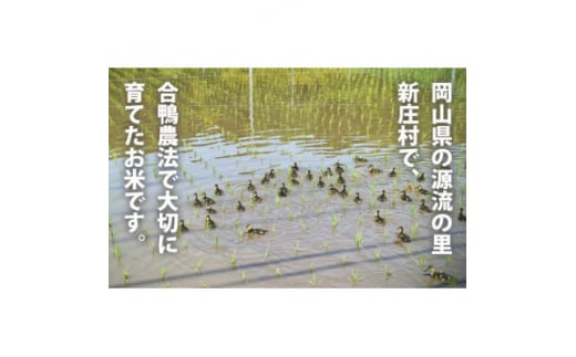 3004.＜新米＞令和6年産 有機愛ガモ米5kg×2袋 計10Kg(玄米コシヒカリ 有機うるち玄米)【1489813】