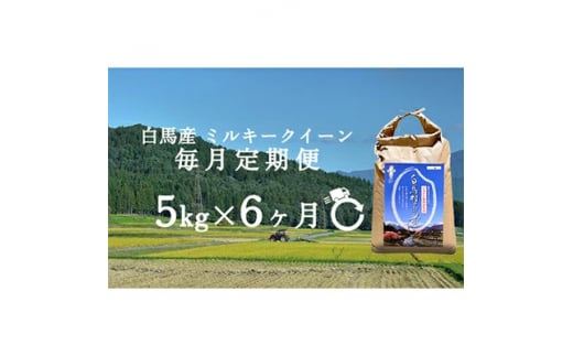 ＜発送月固定定期便＞＜令和6年産先行予約＞白馬産ミルキークイーン精米5kg全6回【4055772】 1480100 - 長野県白馬村