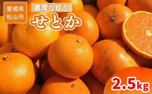 ＜ご家庭用＞ 2月中旬から順次発送 せとか 2.5 kg | 訳あり 蜜柑 高級 果物 甘い フルーツ みかん ミカン オレンジ 柑橘 食べて応援 特産品 愛媛 松山 1514645 - 愛媛県松山市