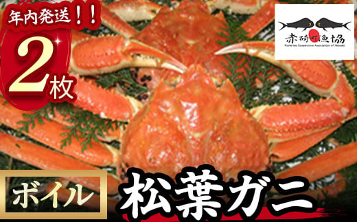 【赤碕町漁業協同組合】 ボイル松葉ガニ 2枚 年内配送 着日指定不可 松葉ガニ カニ ズワイガニ カニ爪 冷蔵 かにしゃぶ カニ刺身 ずわいがに 鮮度抜群 国産 高級 鳥取県 倉吉市 ボイル