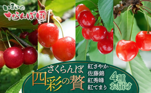 【令和7年産先行予約】【4回お届け】 さくらんぼ四彩の贅 ～紅さやか・佐藤錦・紅秀峰・紅てまり4品種お届け～ いまいのさくらんぼ園 1480691 - 山形県鶴岡市