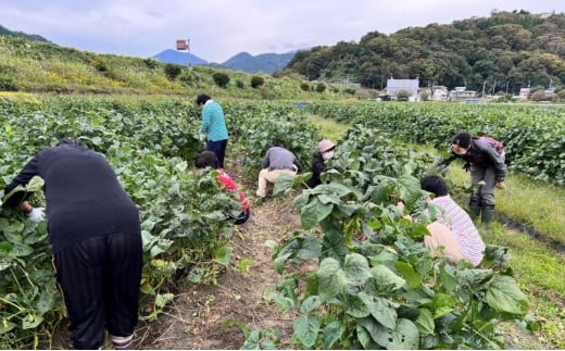 あけぼの大豆　摘み取り体験 枝豆 農業体験 収穫 野菜 豆類 体験 山梨 身延町[№5530-0406] 1480157 - 山梨県身延町