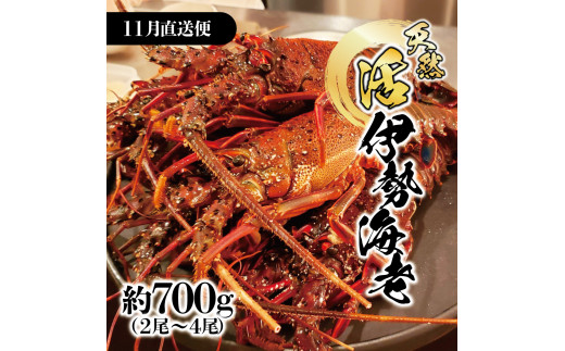 11月直送便 土佐獲れ 活伊勢海老 約700g（２尾～４尾） 天然 エビ　えび 伊勢エビ 海鮮 お刺身 刺し身 丸焼き しゃぶしゃぶ 故郷納税 ふるさとのうぜい 返礼品 高知県 高知 36000円
