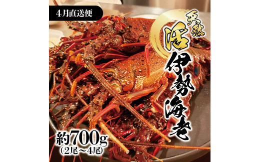 4月直送便 土佐獲れ 活伊勢海老 約700g（２尾～４尾） 天然 エビ　えび 伊勢エビ 海鮮 お刺身 刺し身 丸焼き しゃぶしゃぶ 故郷納税 ふるさとのうぜい 返礼品 高知県 高知 36000円