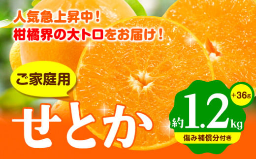 和歌山県日高町のふるさと納税 ＜先行予約＞家庭用 せとか 約 1.2kg+36g（傷み補償分）【柑橘・春みかんの王様】【光センサー選果・食べ頃出荷】《2月上旬から4月中旬出荷》 池田鹿蔵農園 和歌山県 日高町 家庭用 訳あり せとか わけあり セトカ ミカン 柑橘 柑橘類 【配送不可地域あり】送料無料