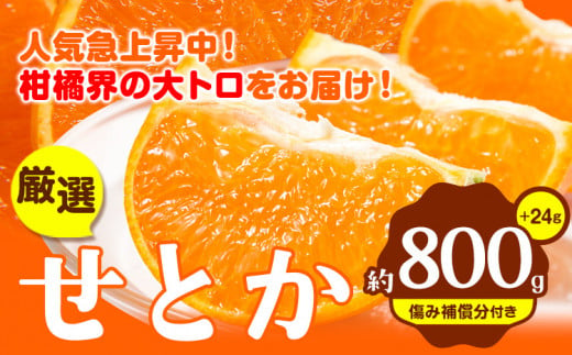 和歌山県日高町のふるさと納税 【先行予約】 厳選 せとか 約 800g+24g （傷み補償分）【柑橘・春みかんの王様】【光センサー選果・食べ頃出荷】池田鹿蔵農園 @日高町 《2月上旬-4月中旬頃出荷》和歌山県 日高町 厳選せとか セトカ ミカン 柑橘 柑橘類 くだもの 果物 フルーツ 送料無料【配送不可地域あり】