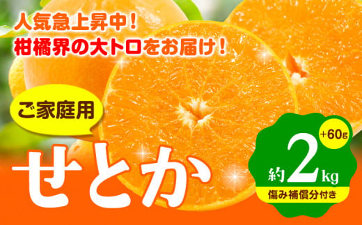 [先行予約] 家庭用 せとか 2kg+60g(傷み補償分)[柑橘・春みかんの王様][光センサー選果・食べ頃出荷] 池田鹿蔵農園 @日高町 [2月上旬-4月中旬頃出荷]和歌山県 日高町 家庭用 せとか 訳あり せとか わけあり セトカ ミカン 柑橘 柑橘類 送料無料[配送不可地域あり]