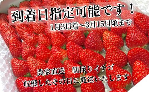 静岡県牧之原市のふるさと納税 067-3　日付指定OK！いちご紅ほっぺ朝摘み3kgセット / 苺