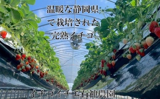 静岡県牧之原市のふるさと納税 067-3　日付指定OK！いちご紅ほっぺ朝摘み3kgセット / 苺