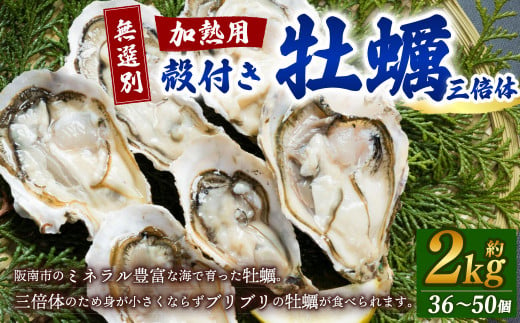 【無選別】加熱用 殻付き牡蠣 約2kg（36～50個）三倍体／牡蠣 かき カキ 生ガキ 生牡蠣 加熱用 調理用 1484833 - 大阪府阪南市